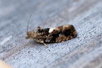 Eudemis profundana