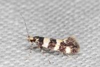 Denisia luctuosella