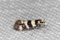 Denisia luctuosella