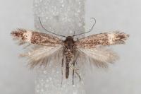 Aproaerema suecicella