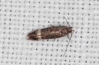 Aproaerema suecicella