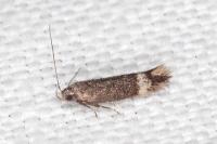 Aproaerema suecicella