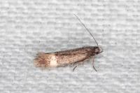 Aproaerema suecicella