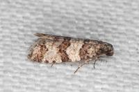 Isotrias rectifasciana