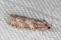 Cnephasia incertana