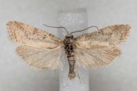 Cnephasia incertana