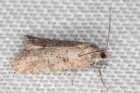 Cnephasia incertana