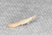 Coleophora congeriella