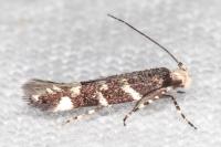 Eteobalea intermediella