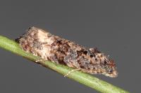 Endothenia oblongana