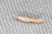 Coleophora congeriella