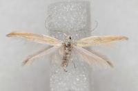 Coleophora congeriella