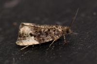 Hedya pruniana