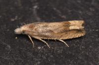 Eucosma conterminana