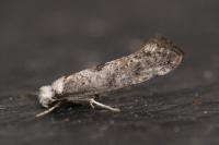 Paraswammerdamia albicapitella