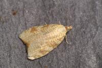 Aleimma loeflingiana