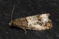 Notocelia rosaecolana