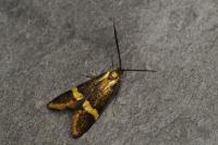 Nemophora degeerella