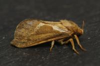 Korscheltellus lupulinus