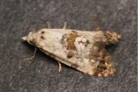 Neocochylis hybridella