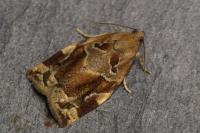 Archips xylosteana