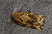 Archips xylosteana