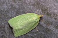 Tortrix viridana