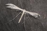 Pterophorus pentadactylus
