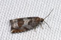 Ancylis achatana