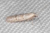 Dysspastus fallax
