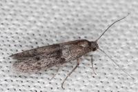 Blastobasis phycidella