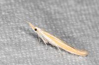 Coleophora flaviella