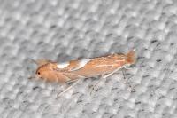 Phyllonorycter endryella