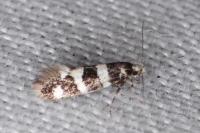 Denisia luctuosella