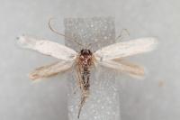 Pseudopostega chalcopepla
