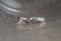 Bucculatrix alaternella