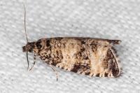 Celypha rurestrana