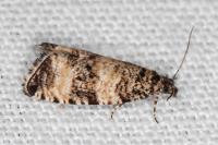 Celypha rurestrana