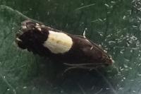 Pammene regiana