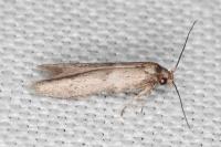 Blastobasis phycidella