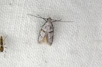 Symmocoides oxybiella