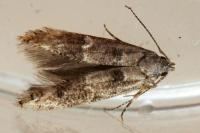 Sorhagenia