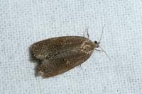 Syndemis musculana