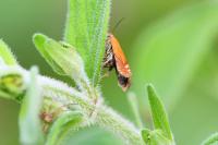 Lathronympha strigana