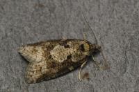 Cnephasia stephensiana
