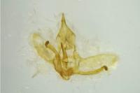 Cnephasia stephensiana