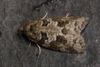 Cnephasia stephensiana