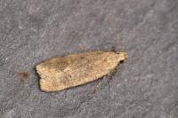 Pexicopia malvella