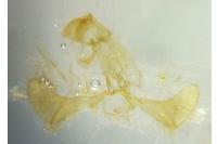 Pexicopia malvella