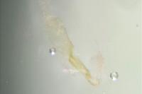 Pexicopia malvella